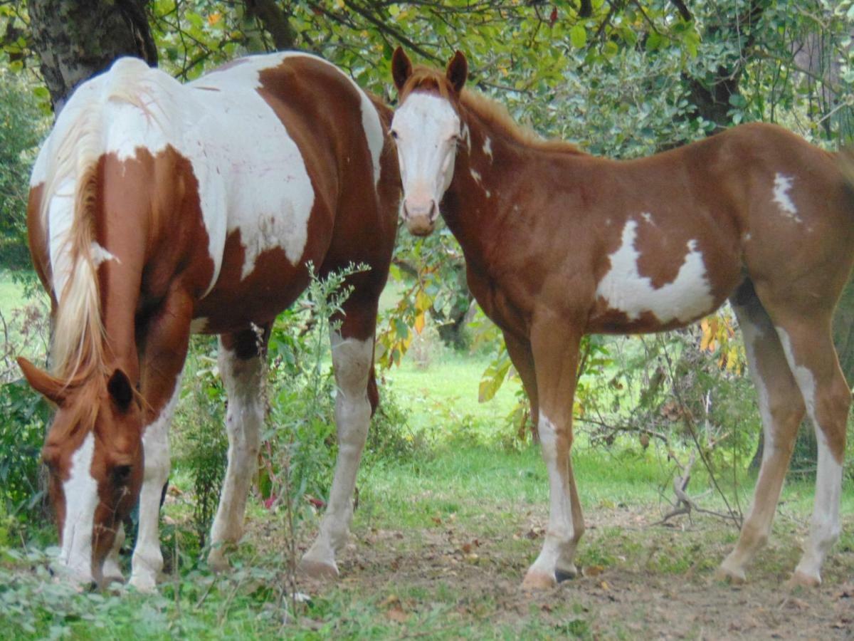 Tenuta Calidarius Baia  Εξωτερικό φωτογραφία